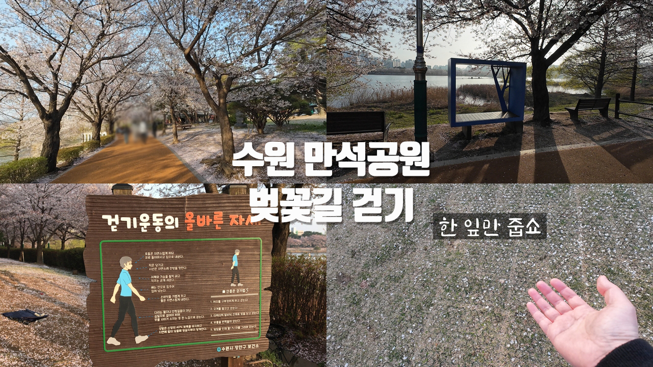 [갱년기라도 괜찮아 : 갱차나] 수원 만석공원 벚꽃길 걷기